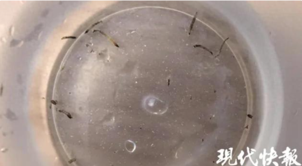 米配资 女童呕吐活虫月余！这种“小黑虫”竟是元凶，很多家庭都有